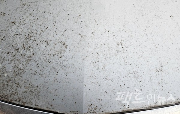 나무 아래 주차시 진딧물과 새의 배설물 등이 떨어져 차량 부식이 빨라진다. [사진=정수남 기자]