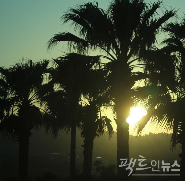 김영갑 갤러리 두모악을 찬찬히 살피고 나오면 야자수 사이로 길어진 해가 설핏 기운다. [사진=정수남 기자]