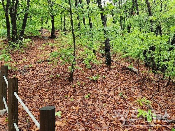 (위부터)서귀포시 바닷가 마을의 귤나무는 여름이 가까워 오자 하얀 꽃을 피웠다. 성남 금광동 축대에는 넝쿨 장미와 넝쿨 식물이 한창이다. 검단산 등산로는 여름과 가을이 공존하고 있다. [사진= 정수남 기자]