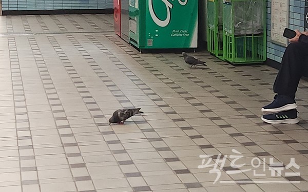 한 쌍의 비둘기가 지하철 2호선 당산역 승강장에 들어왔다. 배가 고픈지 맨 마닥을 쪼아 대고 있다. [사진= 정수남 기자]