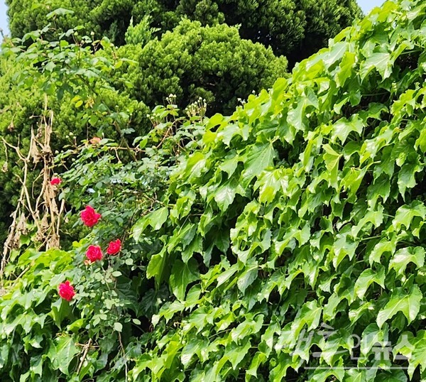 경기 성남시 중원구 주택가 담장에 덩굴장미가 한창이다. [영상/사진=정수남 기자]