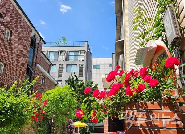 서울 역삼동 주택가에도 덩굴장미가 만개했다. [영상/사진=정수남 기자]