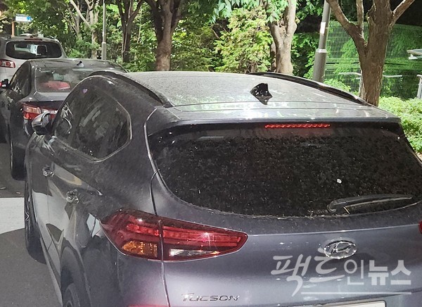 나무 아래 주차시 새의 배설물과 진딧물 등이 차체로 떨어져 차제 부식을 부추긴다. [영상/사진=정수남 기자]