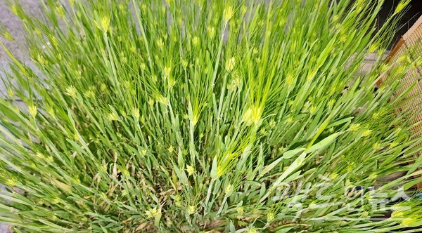 동네 도서관이 성남시 중권구 광명로 인도에 보리를 심었다. [영상/사진=정수남 기자]