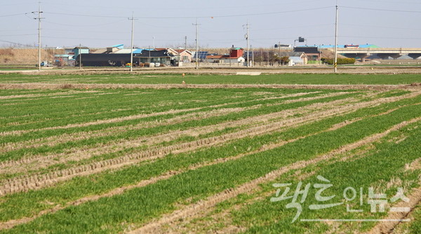 전라북도 부안 들판, 3월 모습이다. [사진=정수남 기자]