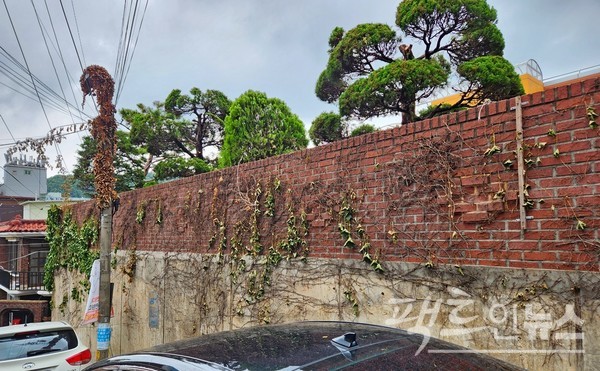 (위부터)지난주에는 전봇대를 감싼 덩굴 식물을 죽이더니, 이번주에는 담을 덮은 덩굴 식물을 몰살했다. [사진=정수남 기자]