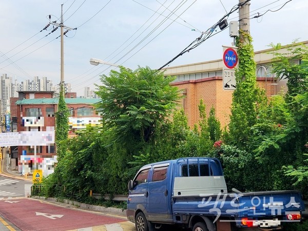 인근 초등학교에 있는 덩굴 식물은 건재하다. [사진=정수남 기자]
