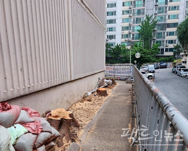 최소 30년생 나무를 무자비하게 최근 잘랐다. 이 아파트 단지가 지은지 올해로 29년임을 고려하면 최소 30년 이상의 수령이다. [사진=정수남 기자]