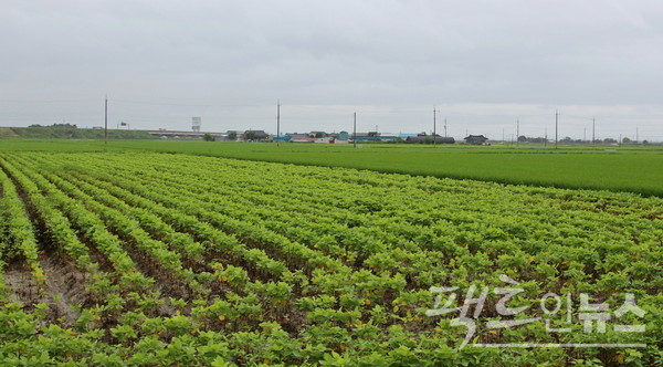 빈틈이 없는 녹색이 벼다. 고랑이 보이는 작물이 논에 심은 콩이다. [사진=정수남 기자]