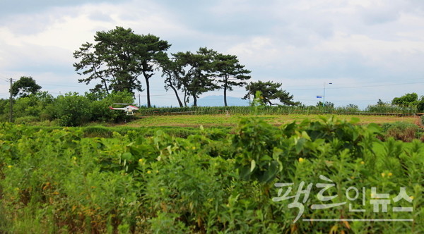 일손이 부족한 농촌이 드론으로 비료를 뿌리고 있다. [사진=정수남 기자]