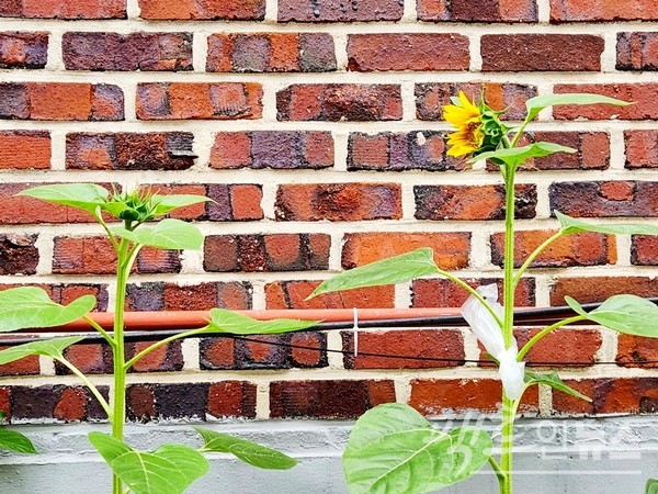 늦여름인 8월부터 초가을인 9월에 만개하는 해바라기다. 해바라기 씨가 영글면 가을이다. [사진=정수남 기자]