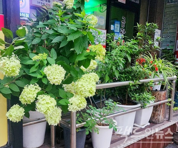 여전히 여름 꽃이 전성기를 이루고 있다. [사진=정수남 기자]