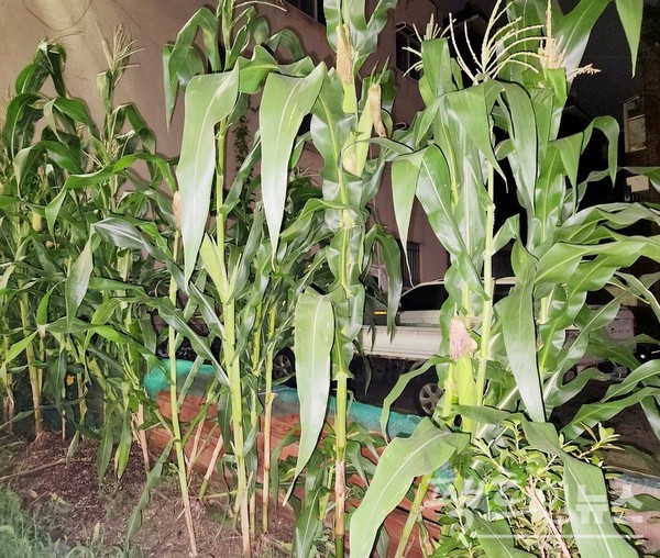 주택가에서는 옥수수도 영글어 간다.  [사진=정수남 기자]