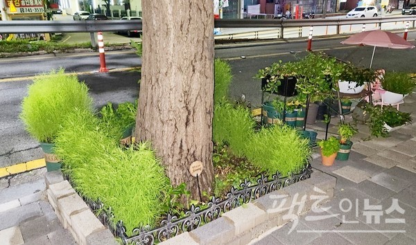 도로 한쪽에서는 빗자루 나무(댑싸리)가 가을을 재촉하고 있다. [사진=정수남 기자]