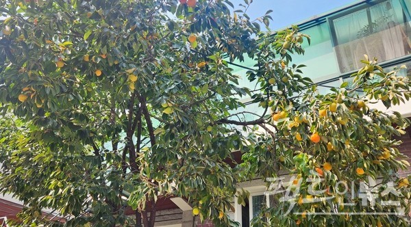 재래종 감이 벌써 빨갛게 익었다. [영상/사진=정수남 기자]