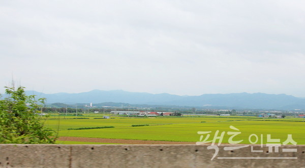 청원군 들판도 노란 빛깔이 짙어 지고 있다. [사진=정수남 기자]