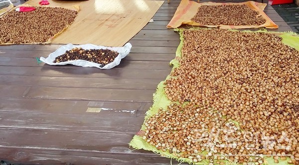 서울 서초구 구간 청계산 인근 주택가에서 도토리를 말리고 있다. 인근 청계산 일대에서 채취한 듯 보인다. [사진= 정수남 기자]