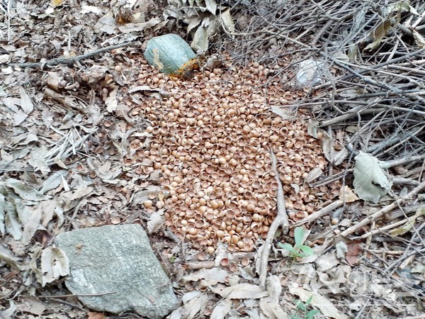 경기도 성남시 중원구 주택가에서도 도토리를 말리고 있다. 인근 남한산성 일대 숲에서 채취한 듯. 아래 사진은 도토리 껍질을 산에 버렸다. [사진= 정수남 기자]