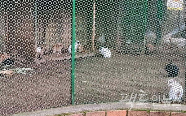 열 마리가 넘는 토끼가 배가 고픈지 웅크리고 있다. 활동적인 토끼는 보통 때에는 동료 토끼와 사육장을 누비며 장난을 한다. [사진=정수남 기자]