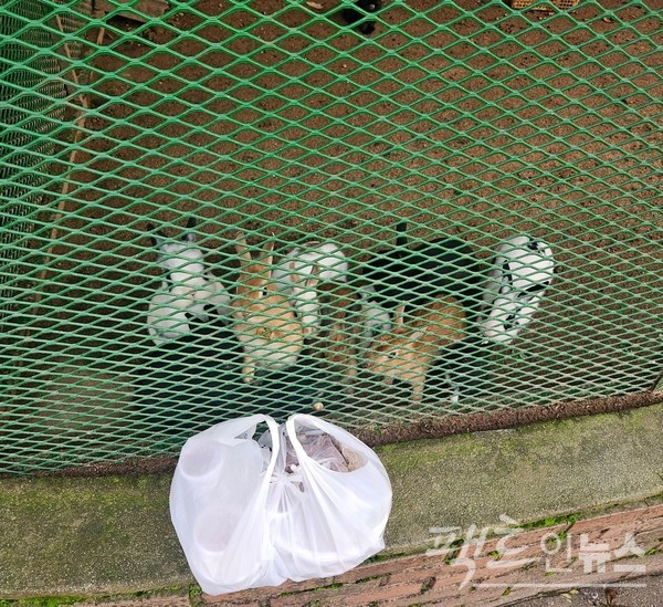 사육장 앞에 순댓국을 놓자마자, 토끼가 순댓국 앞으로 몰렸다. [사진=정수남 기자]