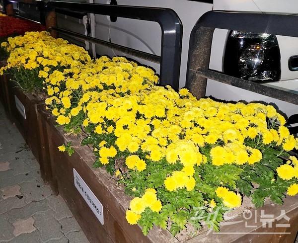 수도권 도시도 가로에 국화를 심었다. [사진=정수남 기자]