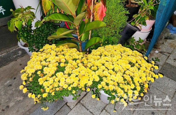 가게도 국화로 치장했다. [사진=정수남 기자]