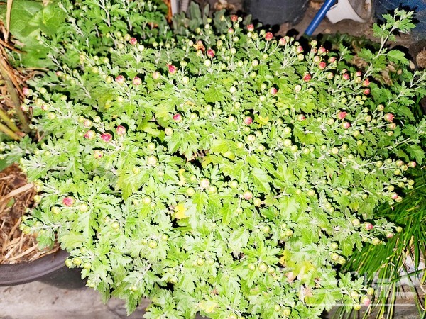 현재 국화가 만개했지만, 아직 꽃봉오리를 맺은 것도 있다. [사진=정수남 기자]