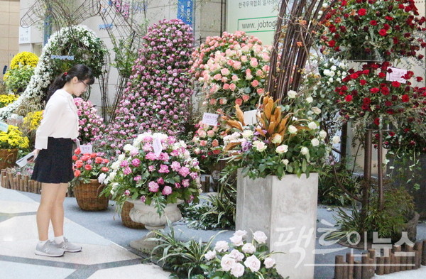 서울 삼성동 코엑스는 코로나19 이전에 국화 전시회를 가졌다. [사진=정수남 기자]