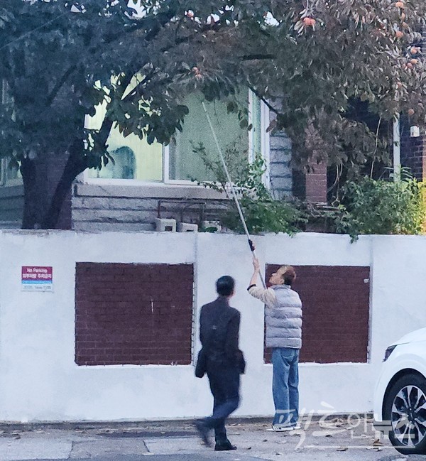 서울 마포구 주택가에서 노인이 대봉을 따고 있다. 30대 직장이 노인을 바라보고 있다. [사진=정수남 기자]