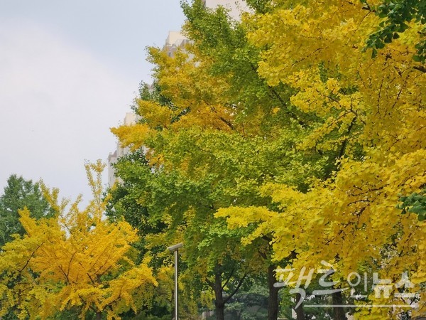 지난 주말 수도권 한 도시에서 잡았다. 반경 100미터 안에서다. 가을이 깊어지자, 은행잎이 노랗게 물들었다. [사진=정수남 기자]
