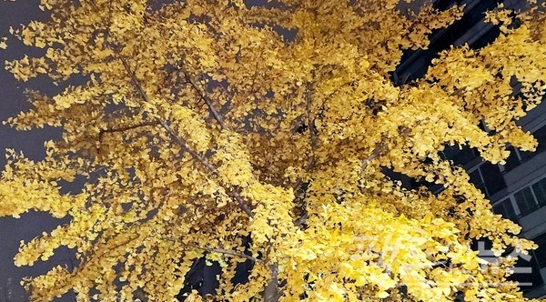 가을이 깊어가고 있다. [사진=정수남 기자]