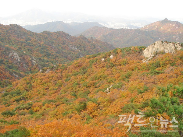 연주대에서 과천 방향으로 잡은 단풍. [사진=정수남 기자]