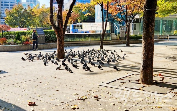 지하철 1호선 종각입구. 비둘기도 양지를 찾아 모였다. [사진=정수남 기자]