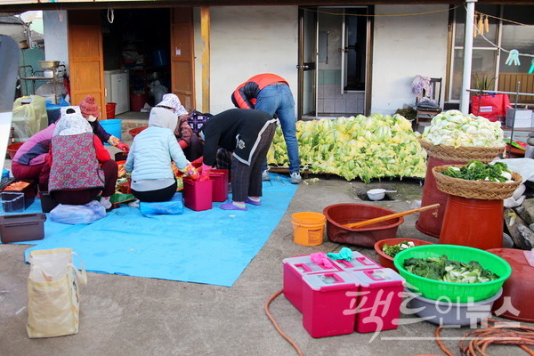 전북 부안의 한 농가에서 마을 주민과 가족 등이 모여 300포기의 배추를 김장하고 있다. 농가는 가족, 이웃과 이를 나눈다. [사진=정수남 기자]
