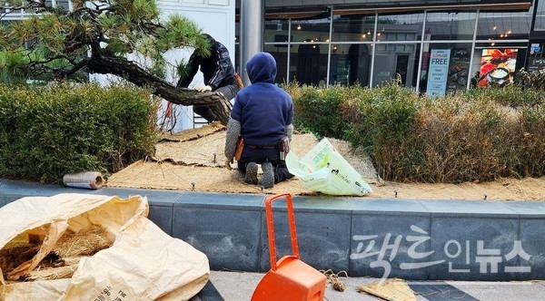 서울 강남의 한 복합쇼핑몰 화단에서 인부들이 나무 등 식물을 보온재로 감싸고 있다. 통상 나무의 1～2미터 높이가 추위에 약하다. [사진=정수남 기자]