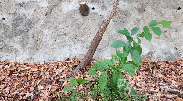 반면, 활엽수가 겨울을 잊은 채 초록 잎을 자랑하고 있다. [사진=정수남 기자]