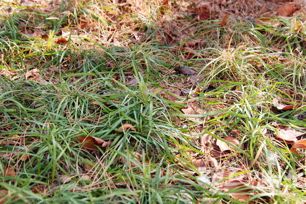 인근 화단에 있는 화초도 녹색을 짙게 하고 있다. [사진=정수남 기자]