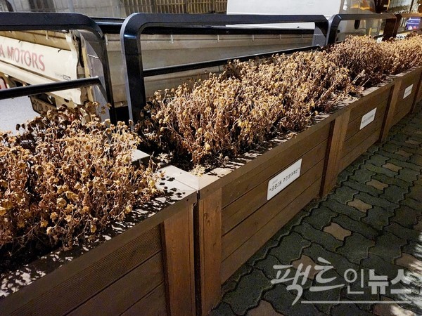 경기 성남시 중원구에 있는 가로 화분에 지난해 가을에 심은 국화가 앙상하다. [사진=정수남 기자]
