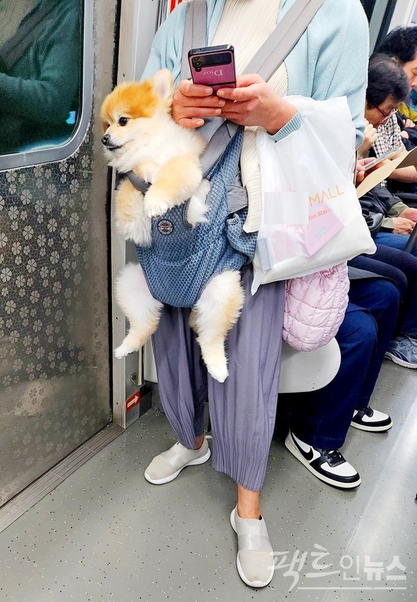 개와 고양이 등을 동반하고 대중교통 이용시 별도의 이동함에 넣어야 한다. 이처럼 띠로 이동할 경우 개에 과민성 반응을 가진 사람에게 피해를 줄 수 있다. 일례로 벌에 과민성 반응이 있는 사람이 벌에게 쏘이면 혈관이 부어 심하면 사망에 이르기도 한다. [사진= 정수남 기자]