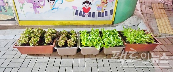 주민이 기온이 오르자, 성장 속도가 빠른 상추를 대거 심었다. 상추를 뜯고 2～3일이 지나 또 뜯을 수 있어, 여름 내내 먹을 수 있기 때문이다. [사진=정수남 기자]