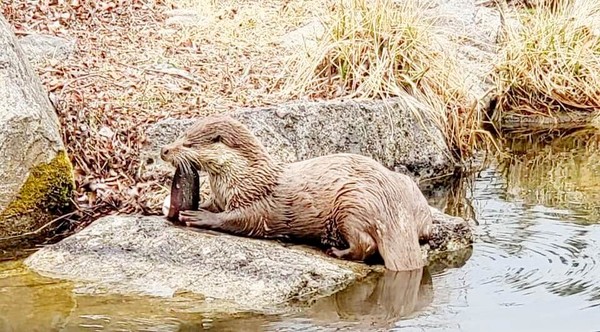 복권기금이 수달 등 천연기념물 보호를 위해 올해 10억원을 지원한다. [사진=복권기금]