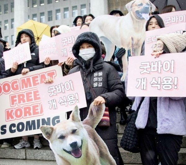  동물해방물결 활동가가 서울 여의도 국회에서 개 식용 반대 집회를 최근 가졌다. [사진= 동물해방물결]