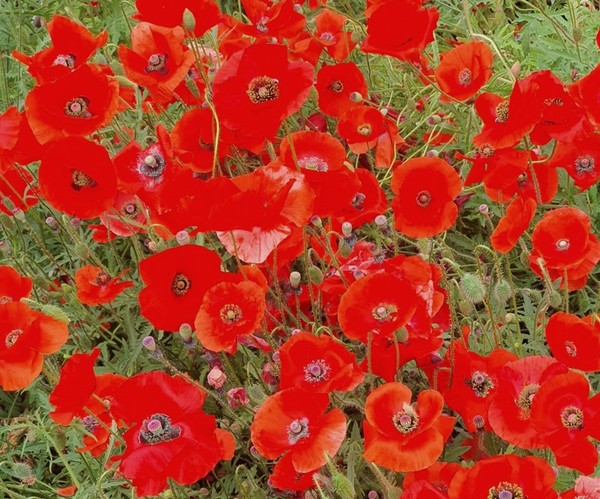 개양귀비꽃. [사진=엘파운더]