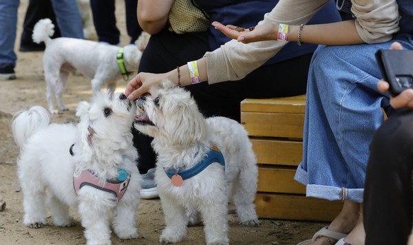 서울 서초구 매헌시민의숲 반려견놀이터.[ 사진= 뉴시스 ]