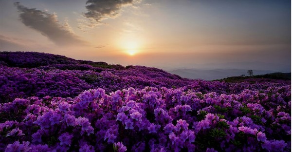 경남 산청·합천군 경계에 있는 황매산의 철쭉 일출. [ 사진=경남도 ]