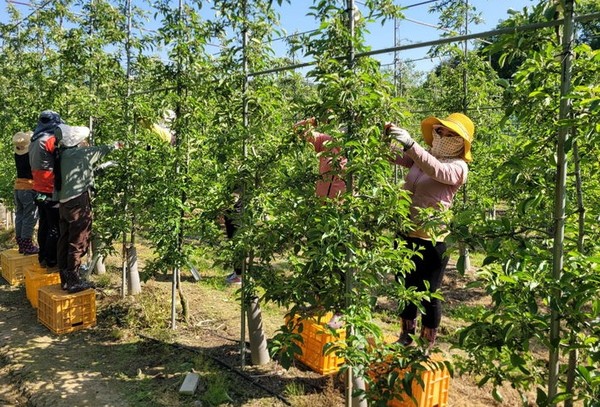 영동군 2025년 공공형 외국인 계절근로자 프로그램. [사진=뉴시스]